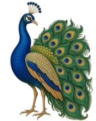 Indian Peacock Better Call Saul card template